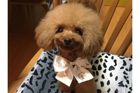 販売中のタイニープードルの親犬