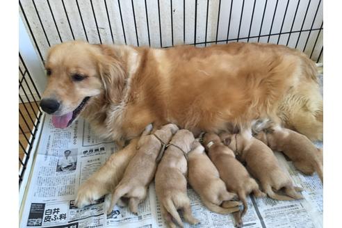 販売中のゴールデンレトリーバーの親犬