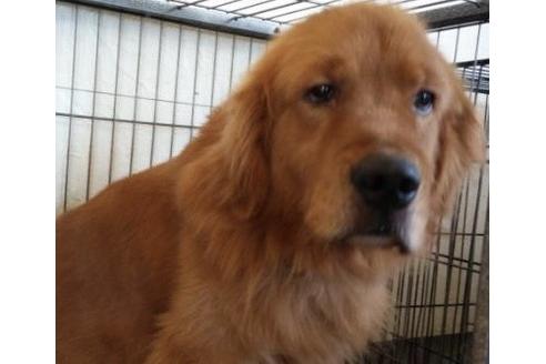 販売中のゴールデンレトリーバーの親犬