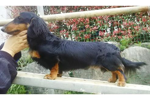販売中のミニチュアダックスフンド(ロングヘアード)の親犬
