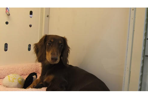 販売中のミニチュアダックスフンド(ロングヘアード)の親犬