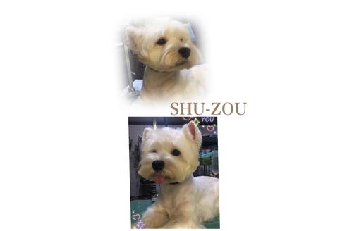 販売中のウエストハイランドホワイトテリア(ウエスティ)の親犬