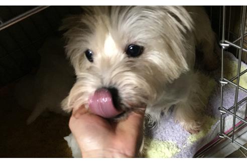 販売中のウエストハイランドホワイトテリア(ウエスティ)の親犬