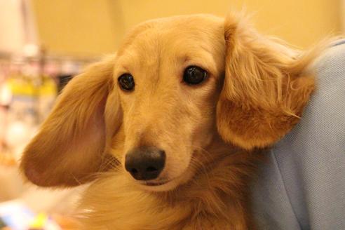 販売中のカニンヘンダックスフンド(ロングヘアード)の親犬