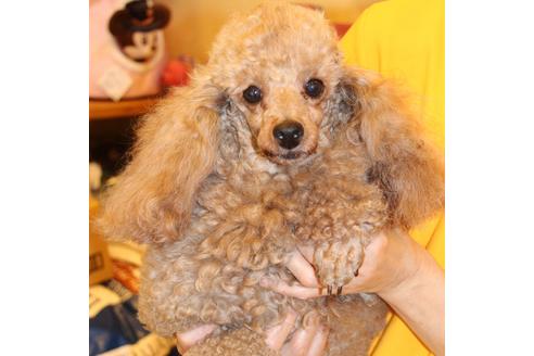 販売中のトイプードルの親犬