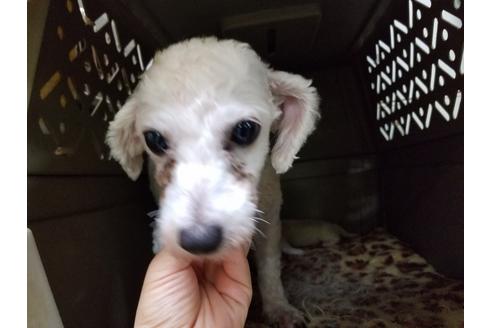 販売中のビションフリーゼの親犬