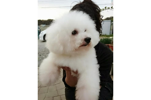 販売中のビションフリーゼの親犬