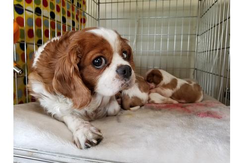 販売中のキャバリアキングチャールズスパニエルの親犬