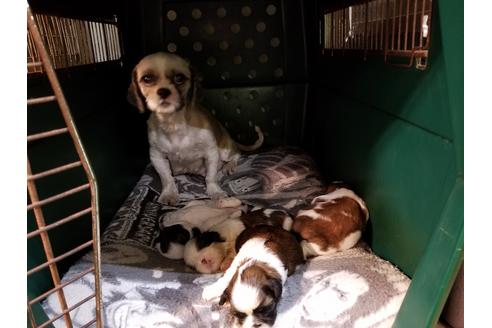 販売中のシーズーの親犬