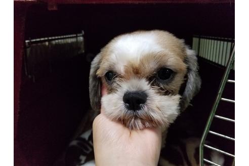 販売中のシーズーの親犬