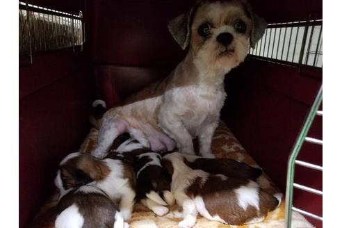 販売中のシーズーの親犬