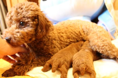 販売中のトイプードルの親犬