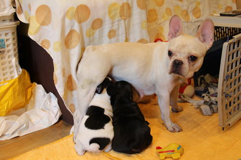 販売中のフレンチブルドッグの親犬