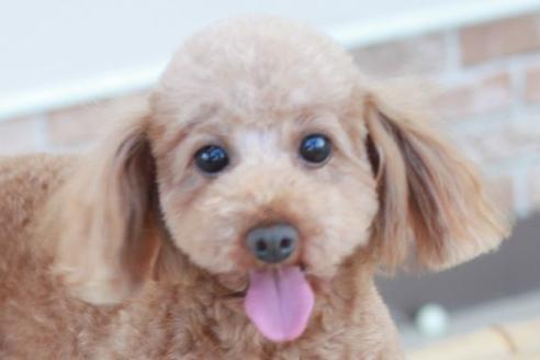 販売中のトイプードルの親犬