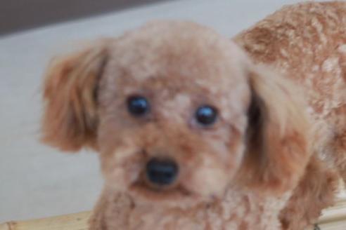 販売中のトイプードルの親犬