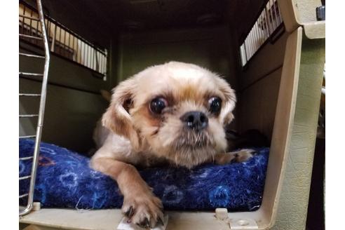 販売中のブリュッセルグリフォンの親犬