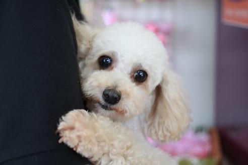 販売中のトイプードルの親犬