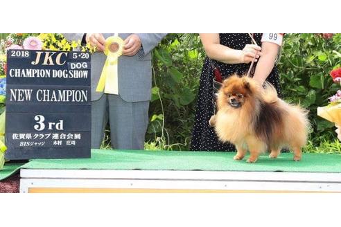 販売中のポメラニアンの親犬