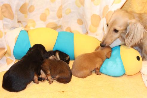 販売中のカニンヘンダックスフンド(ロングヘアード)の親犬