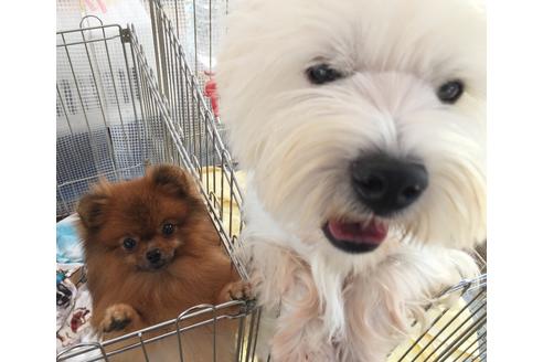 販売中のポメラニアンの親犬