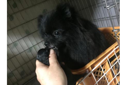 販売中のポメラニアンの親犬
