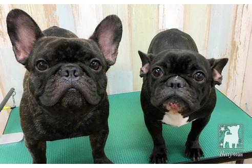 販売中のフレンチブルドッグの親犬