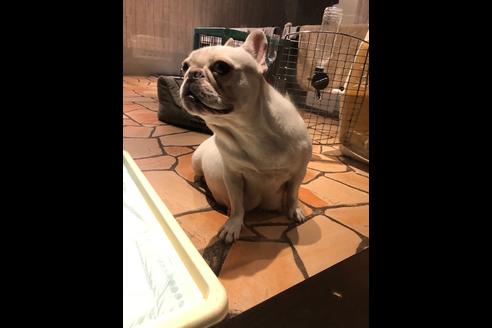 販売中のフレンチブルドッグの親犬
