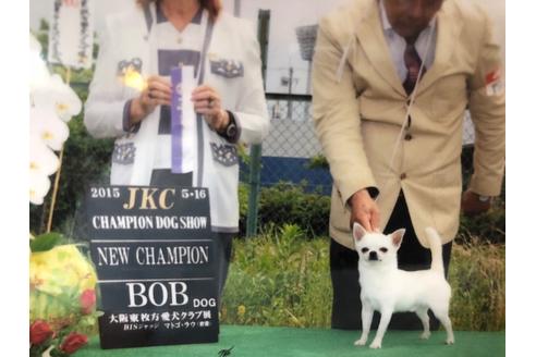 販売中のチワワ(スムースコート)の親犬