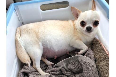 販売中のチワワ(スムースコート)の親犬