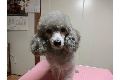 販売中のトイプードルの親犬