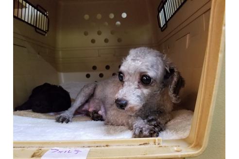 販売中のトイプードルの親犬