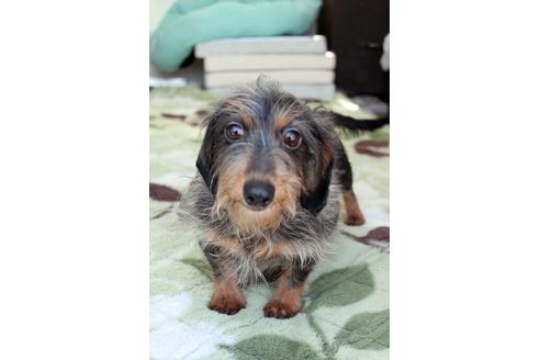 販売中のカニンヘンダックスフンド(スムースヘアード)の親犬