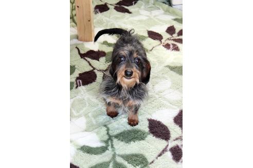 販売中のカニンヘンダックスフンド(ワイヤーヘアード)の親犬