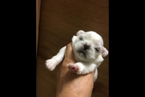 販売中のペキニーズの親犬