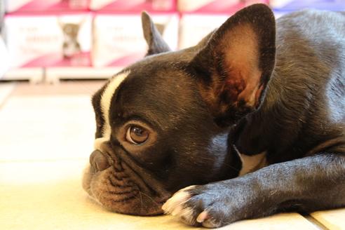 販売中のフレンチブルドッグの親犬