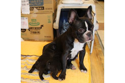 販売中のフレンチブルドッグの親犬