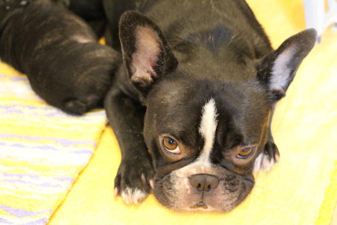 販売中のフレンチブルドッグの親犬