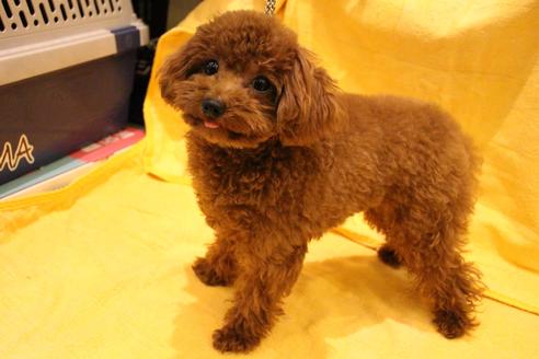 販売中のトイプードルの親犬