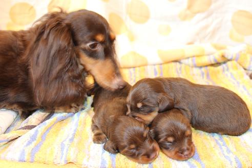 販売中のカニンヘンダックスフンド(ロングヘアード)の親犬