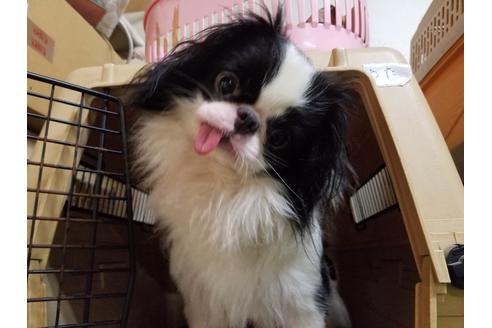 販売中の狆 (チン)の親犬