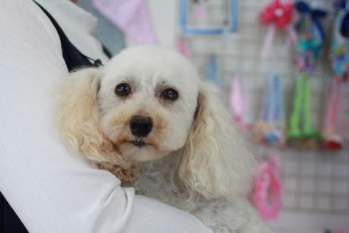 販売中のトイプードルの親犬