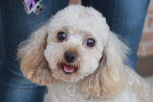 販売中のトイプードルの親犬