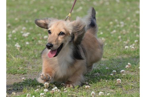 販売中のミニチュアダックスフンド(ロングヘアード)の親犬