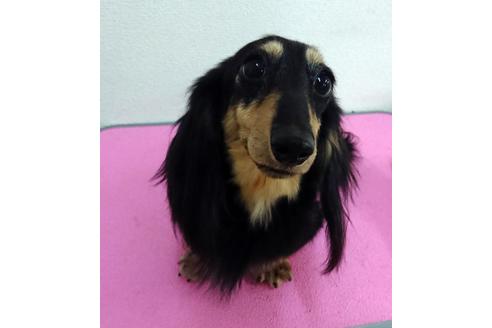 販売中のミニチュアダックスフンド(ロングヘアード)の親犬