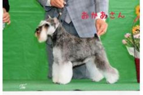 販売中のミニチュアシュナウザーの親犬