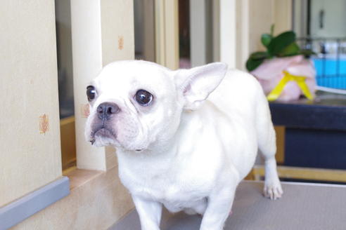 販売中のフレンチブルドッグの親犬