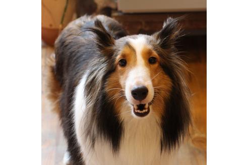 販売中のシェットランドシープドッグ(シェルティ)の親犬