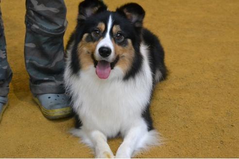 販売中のボーダーコリーの親犬