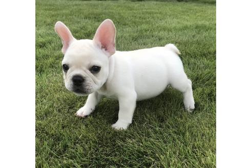 本間一夫ブリーダー(茨城県常総市坂手町)|ブリーダーナビ