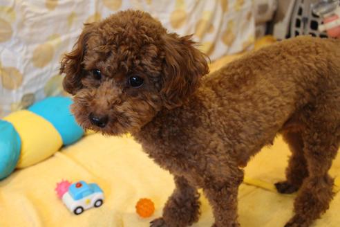 販売中のトイプードルの親犬